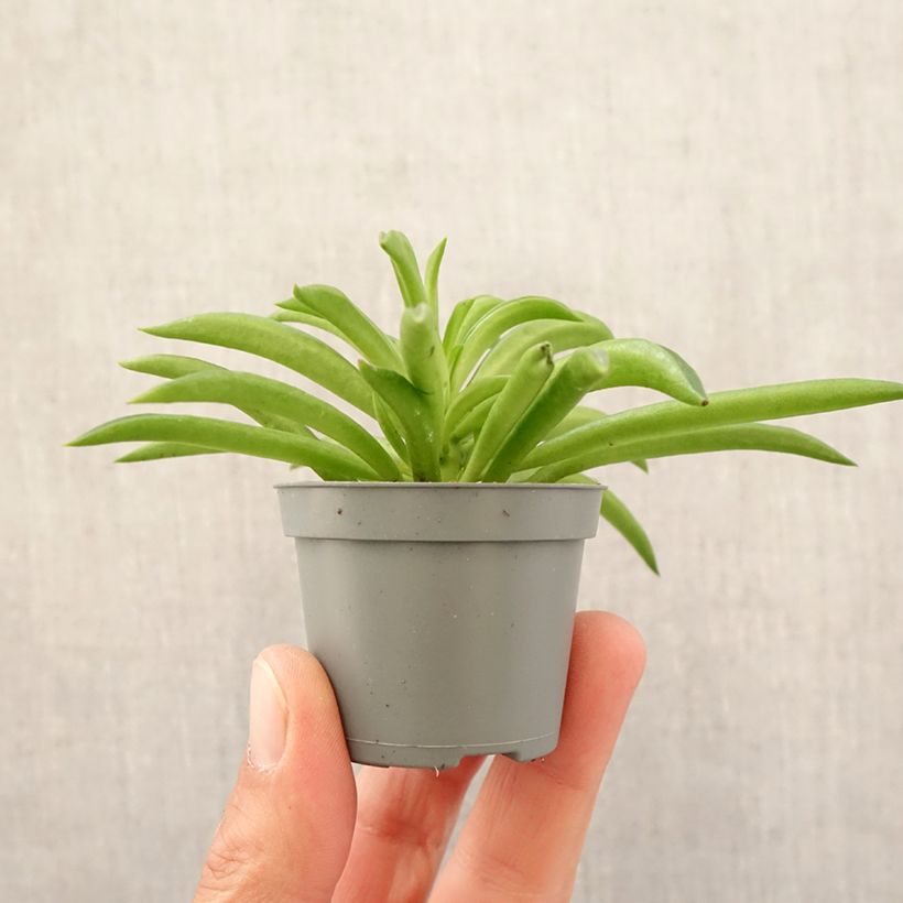 Peperomia Nevada Mini-plante Ejemplar entregado en la primavera