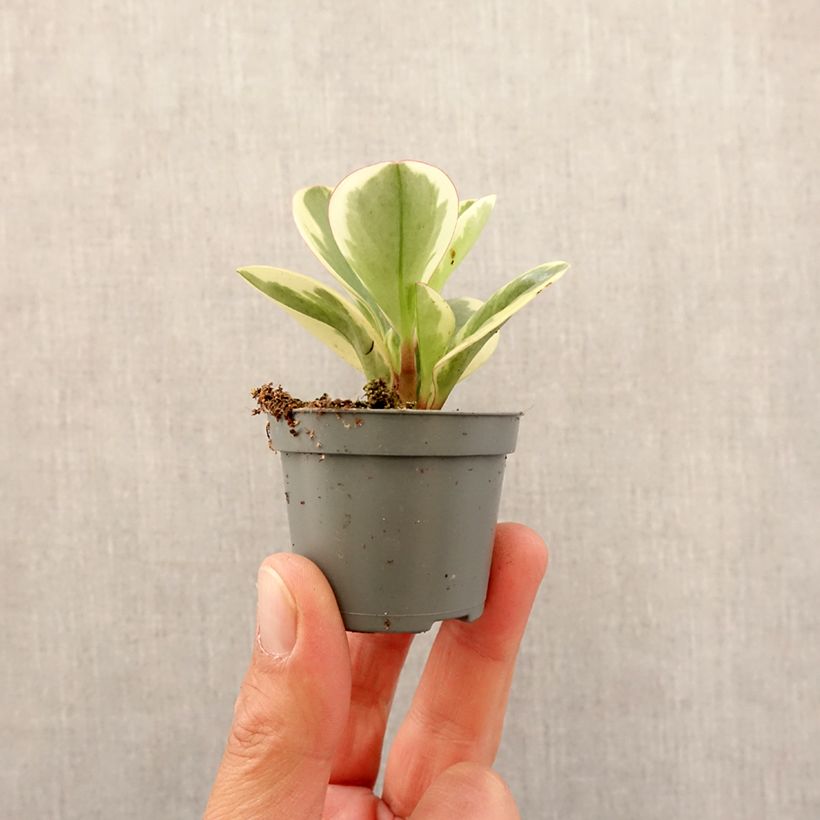 Peperomia obtusifolia Bicolor - Motte 5 cm x 7 cm Ejemplar entregado en la primavera