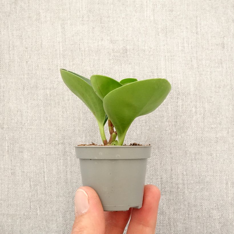 Peperomia obtusifolia Green - Motte 5 cm x 7 cm Ejemplar entregado en la primavera
