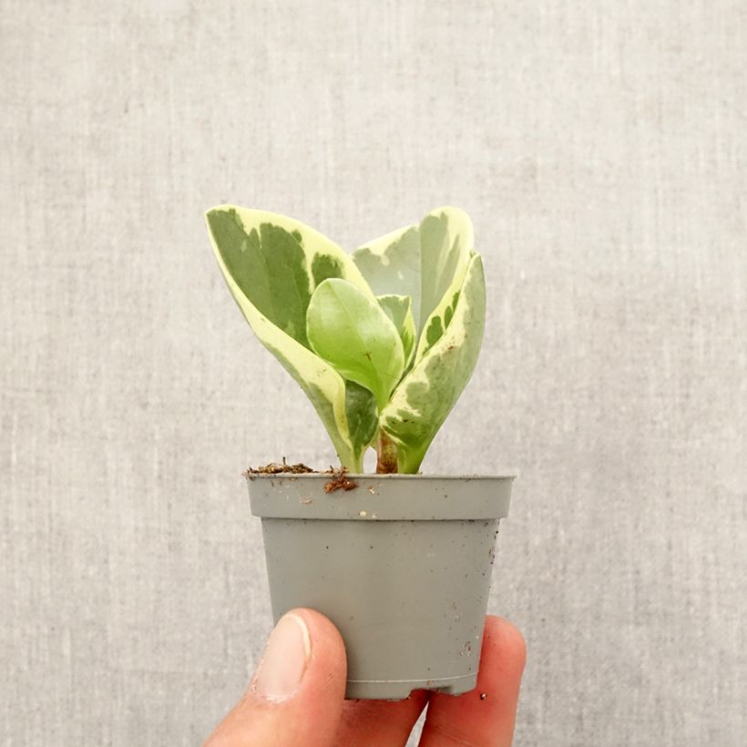 Peperomia obtusifolia USA - Motte 5 cm x 7 cm Ejemplar entregado en la primavera