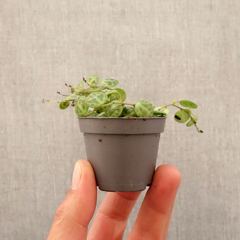 Peperomia prostrata - Motte 5 cm x 7 cm Ejemplar entregado en la primavera