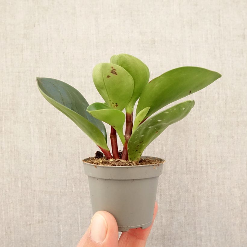 Peperomia Red Canyon - Motte 5 cm x 7 cm Ejemplar entregado en la primavera