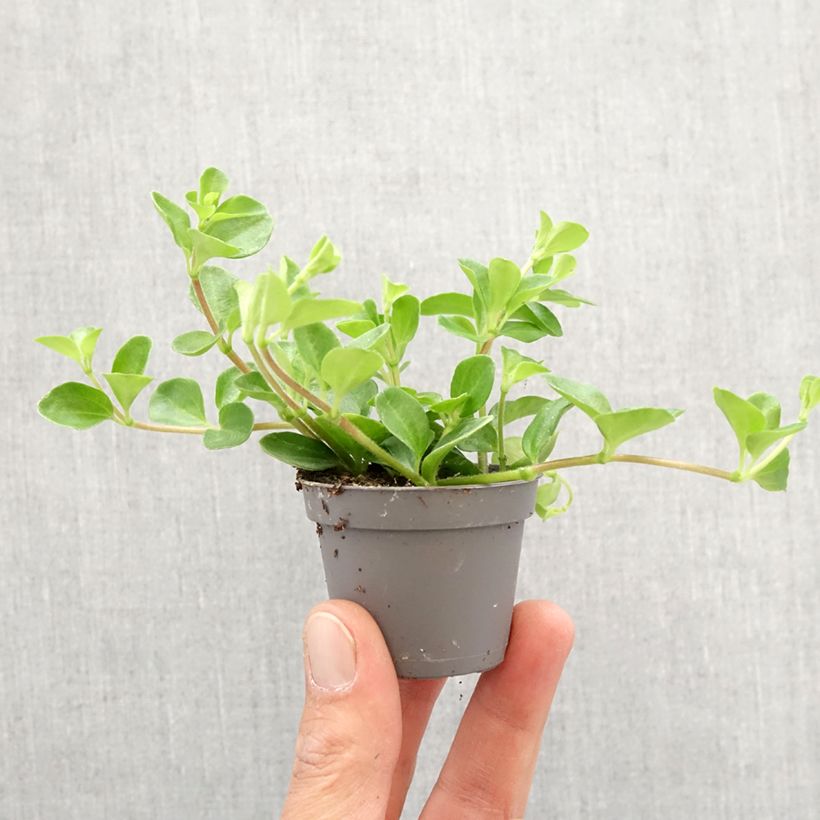 Peperomia rotundifolia Mini-plante Ejemplar entregado en la primavera