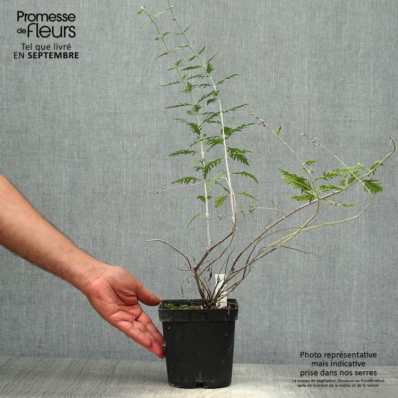 Ejemplar de Salvia rusa Blue Spire - Perovskia atriplicifolia Maceta 2L/3L entregado en otoño