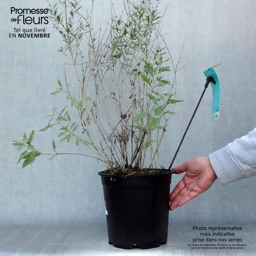 Ejemplar de Salvia rusa Blue Spire - Perovskia atriplicifolia Maceta 4L/5L entregado en otoño