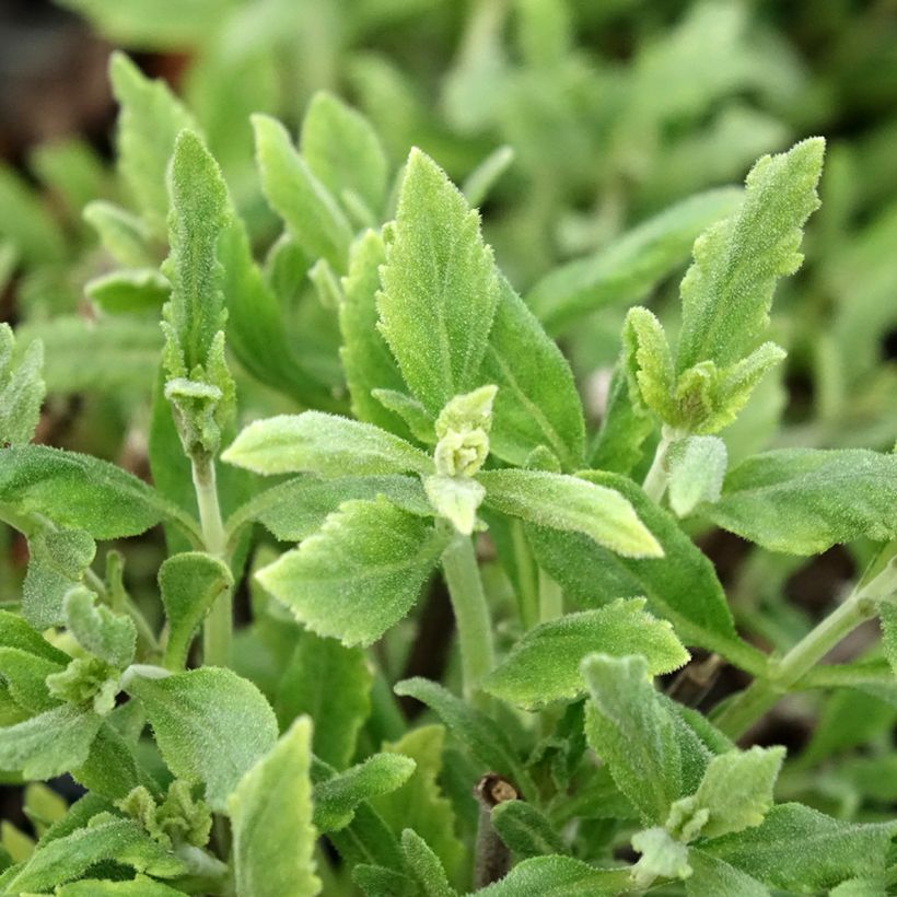 Salvia rusa Blue Steel - Perovskia atriplicifolia (Follaje)