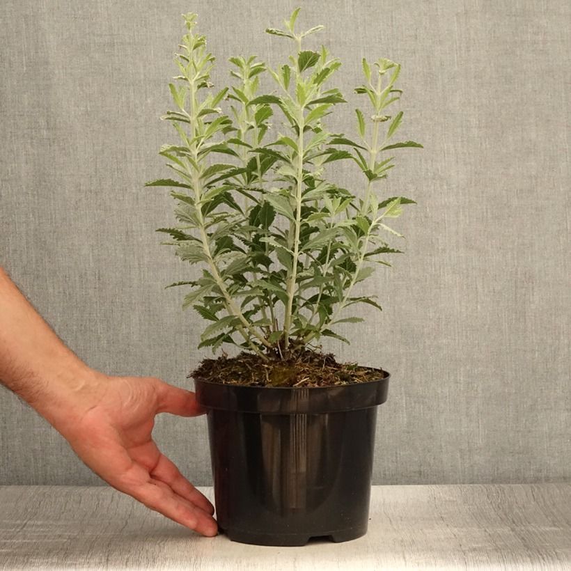 Ejemplar de Salvia rusa Silvery Blue - Perovskia atriplicifolia Maceta 2L/3LAltura de entrega aprox. 10/+cm entregado en verano