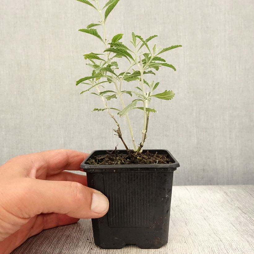 Ejemplar de Salvia rusa Silvery Blue - Perovskia atriplicifolia Maceta de 8/9 cm entregado en verano
