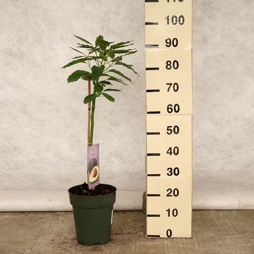 Ejemplar de Aguacate Hass Maceta 6L/7LAltura de entrega aprox. 50/60cm entregado en verano