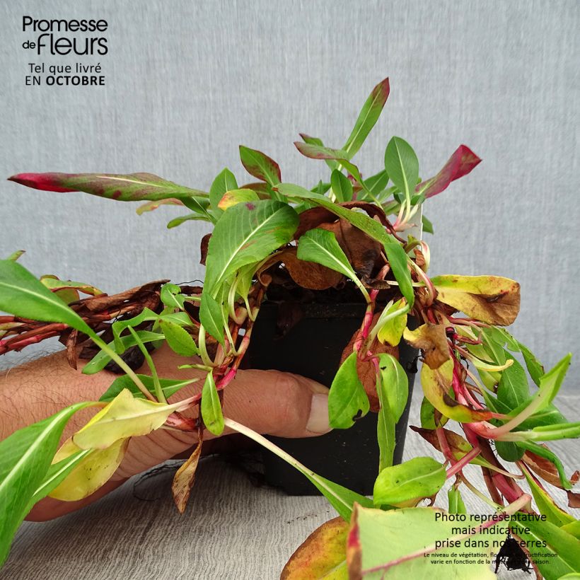 Ejemplar de Persicaria affinis Superba Maceta de 8/9 cm entregado en otoño