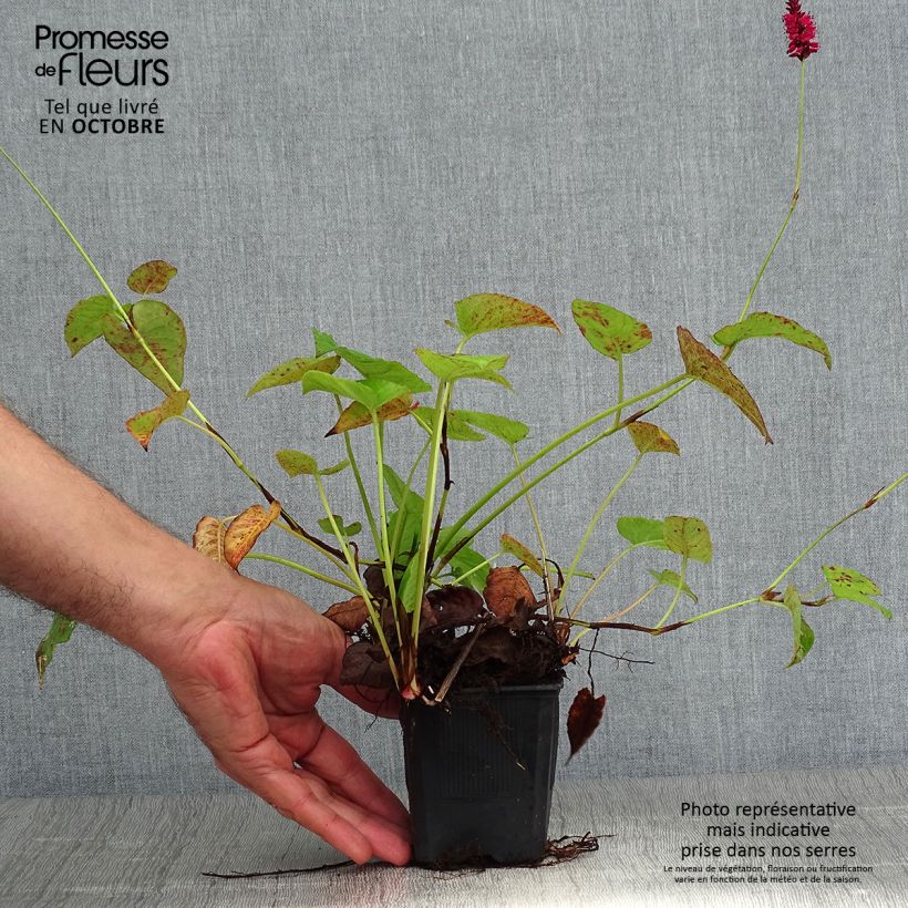 Ejemplar de Persicaria amplexicaulis Speciosa Maceta de 8/9 cm entregado en otoño