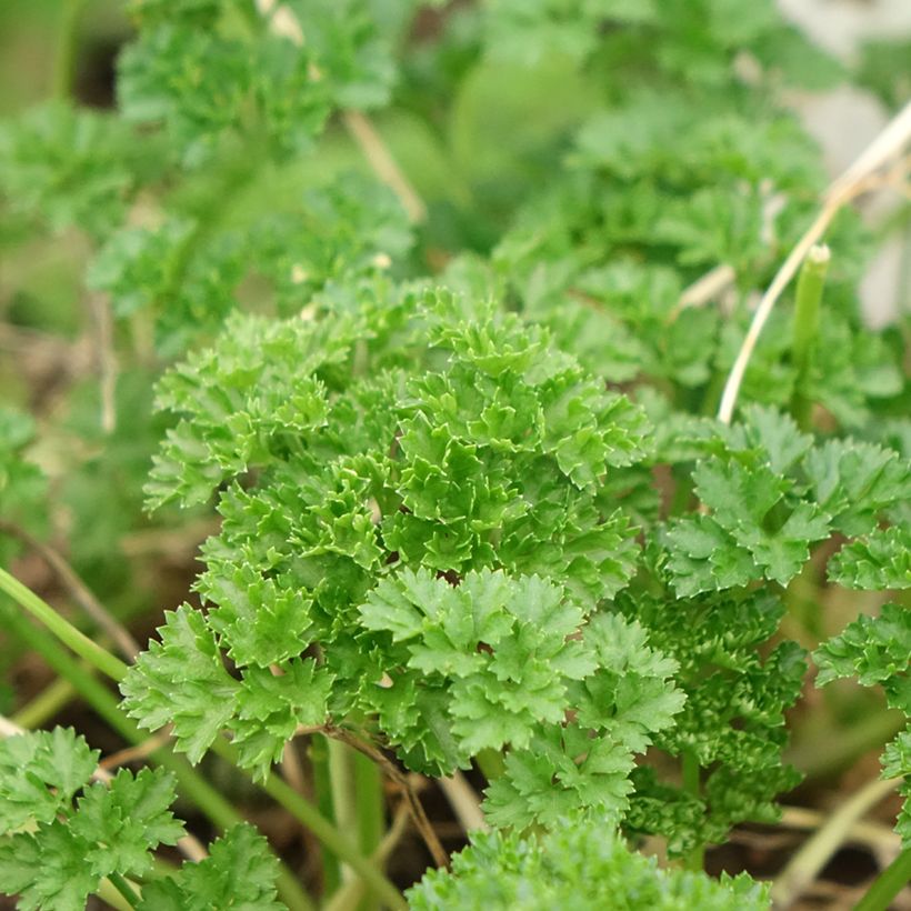 Perejil Frisé vert foncé Bio (plantas) (Follaje)