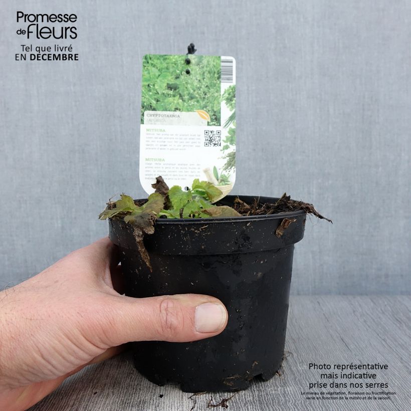 Ejemplar de Perejil japonés - Cryptotaenia japonica Maceta 1,5L/2L entregado en otoño