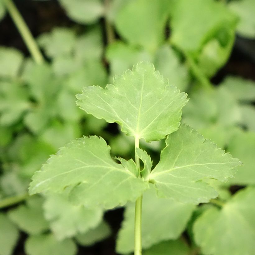 Perejil japonés - Cryptotaenia japonica (Follaje)