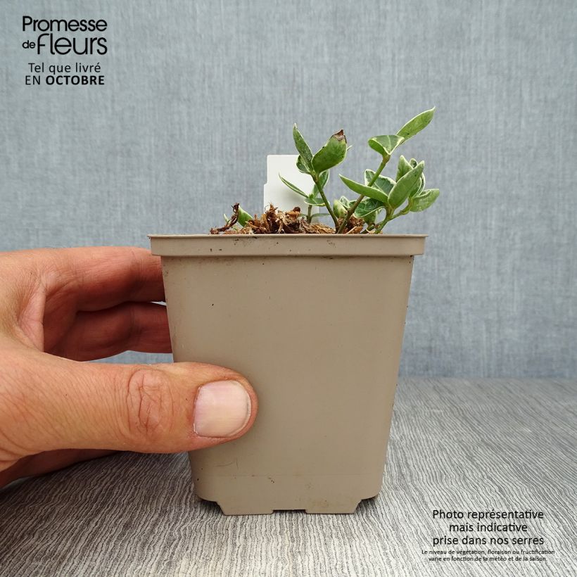 Ejemplar de Vinca minor Ralph Shugert Maceta de 8/9 cm entregado en otoño