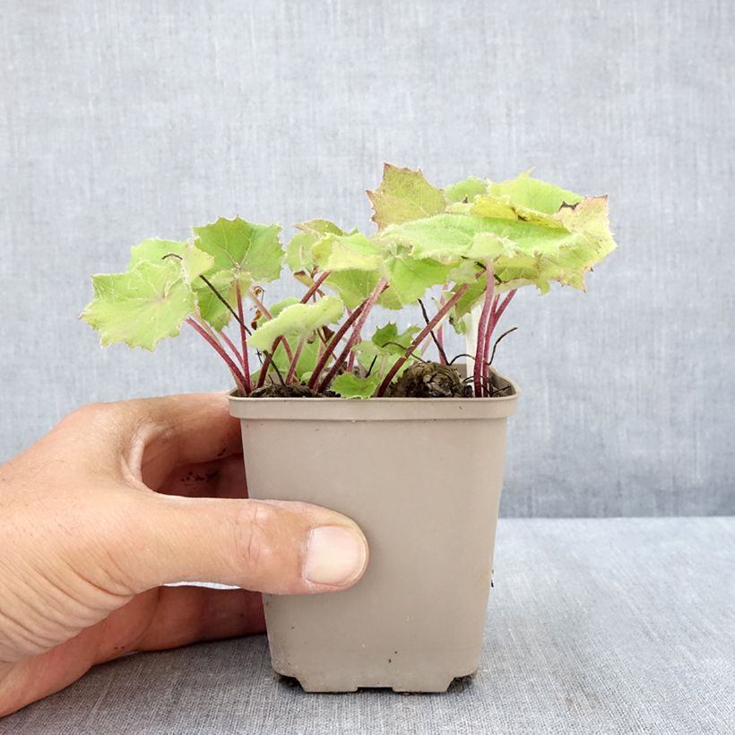 Ejemplar de Petasites albus - Butterbur blanco Maceta de 8/9 cm entregado en verano
