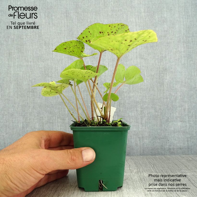 Ejemplar de Petasites fragrans Maceta de 8/9 cm entregado en verano