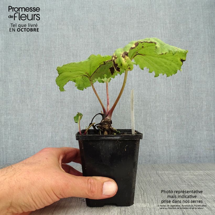 Ejemplar de Petasites japonicus variegatus - Fuki Maceta de 8/9 cm entregado en otoño