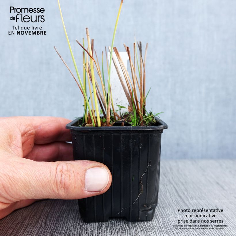 Ejemplar de Typha minima - Espadaña en miniatura Maceta de 8/9 cm entregado en otoño