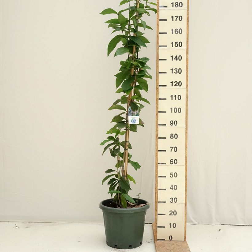 Ejemplar de Petrea volubilis Maceta 20L/25L entregado en verano