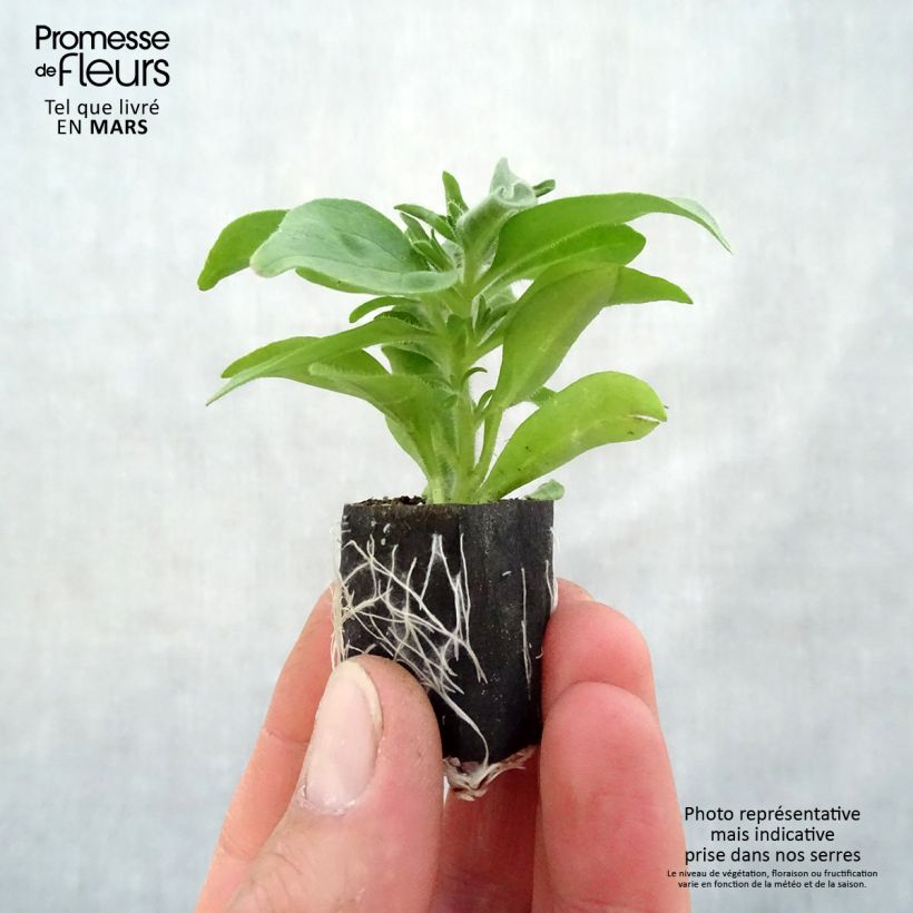 Petunia Cardinal Rim minicepellón: Ø 3/4 cm Ejemplar entregado en la primavera