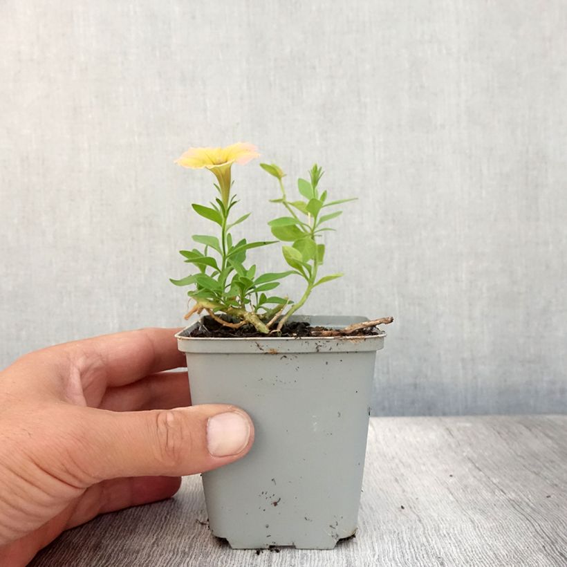 Ejemplar de Petunia Cascadia Indian Summer Maceta de 10 cm/11 cm entregado en verano