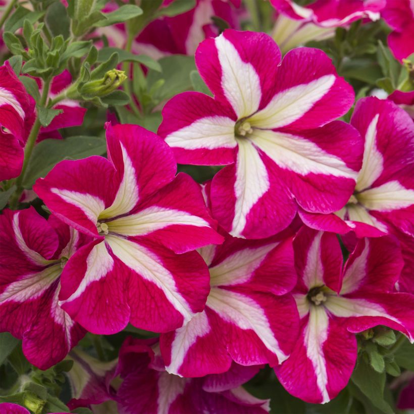 Petunia Designer Rose Star (Floración)