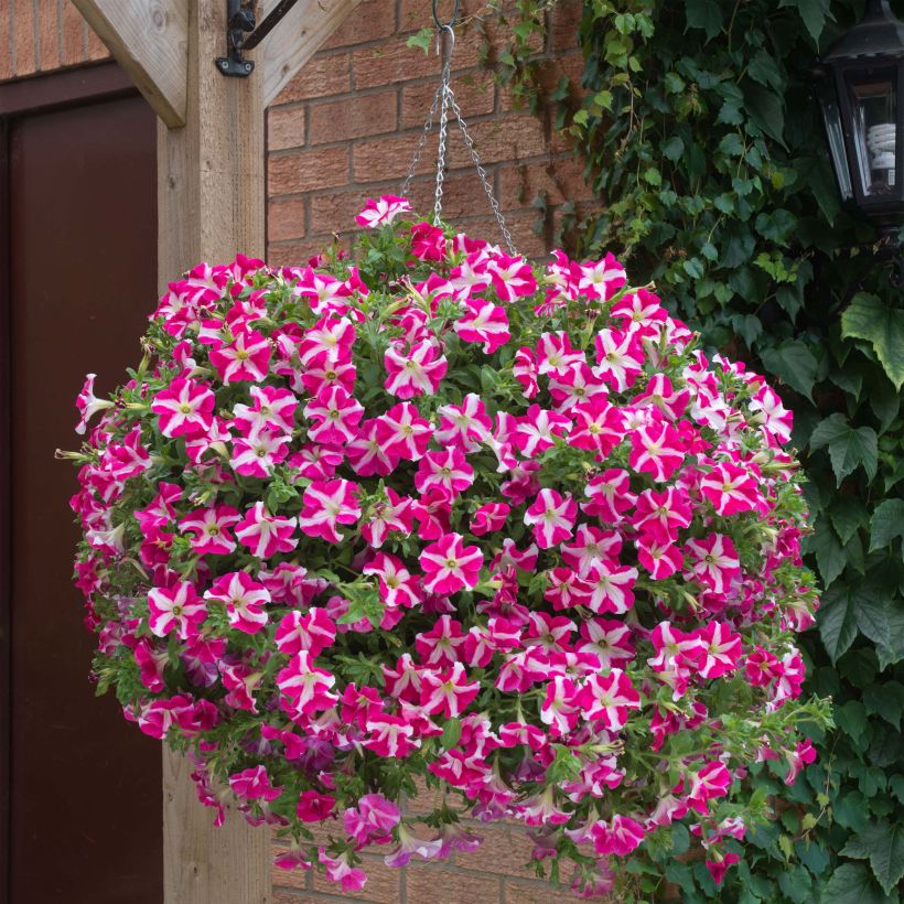 Petunia Designer Rose Star (Porte)