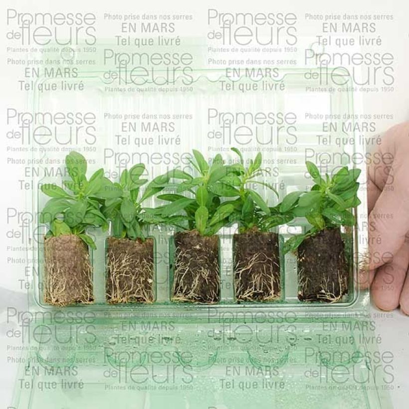 Ejemplo de ejemplar de Calibrachoa hybrida Million Bells Trailing Ice minicepellón: Ø 3/4 cm tal y como se entrega