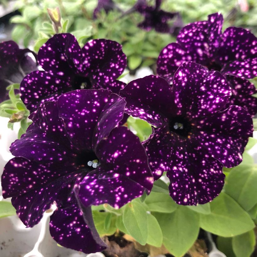 Petunia Mystery Sky (Floración)