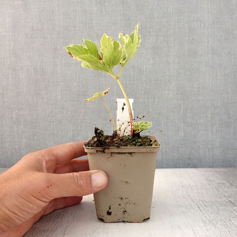 Ejemplar de Peucedanum ostruthium Daphnis - Imperatoria Maceta de 8/9 cm entregado en verano