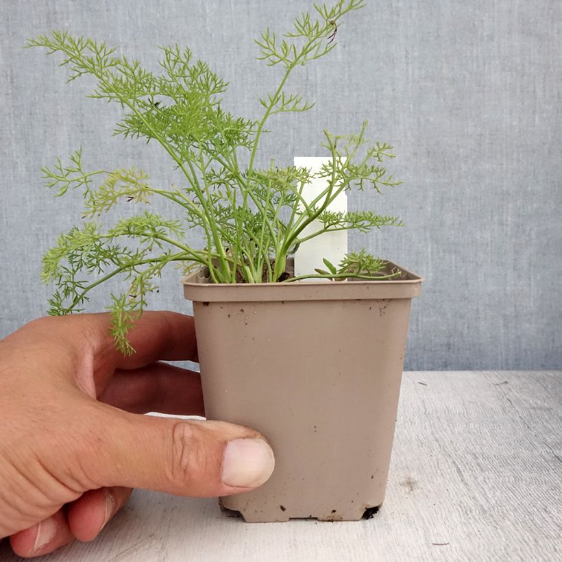 Ejemplar de Peucedanum - Peucedanum rablense Maceta de 8/9 cm entregado en verano