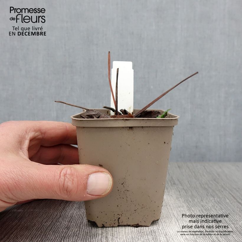 Ejemplar de Peucedanum - Peucedanum verticillare Maceta de 8/9 cm entregado en otoño