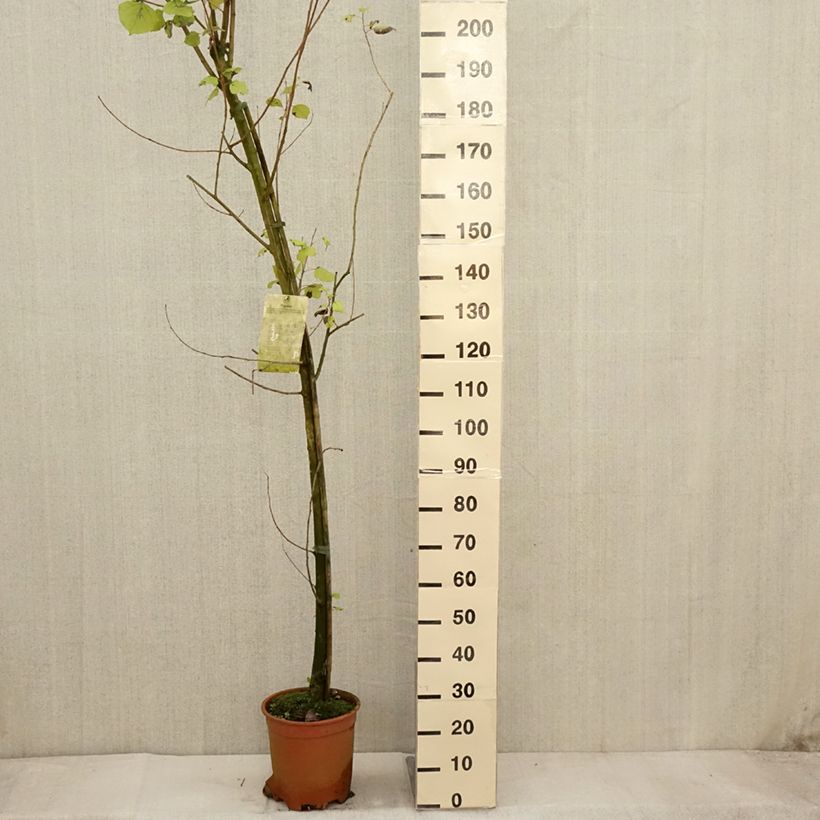 Ejemplar de Populus euramericana Robusta - Álamo negro del Canadá Maceta 7,5L/10L entregado en otoño
