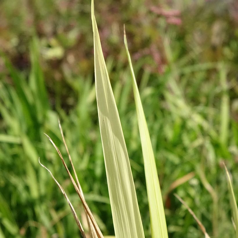 Phaenosperma globosa (Follaje)