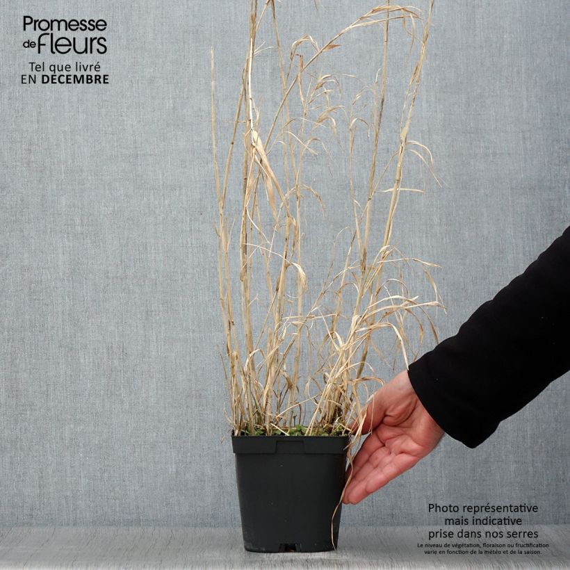 Ejemplar de Phalaris arundinacea Picta - Alpiste cinta Maceta 2L/3L entregado en otoño