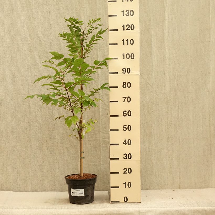 Ejemplar de Phellodendron amurense - árbol de Amur Maceta 4L/5LAltura de entrega aprox. 150/180cm entregado en verano