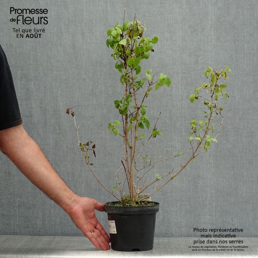 Ejemplar de Philadelphus Bouquet Blanc - Celinda Maceta 2L/3LAltura de entrega aprox. 50/60cm entregado en verano