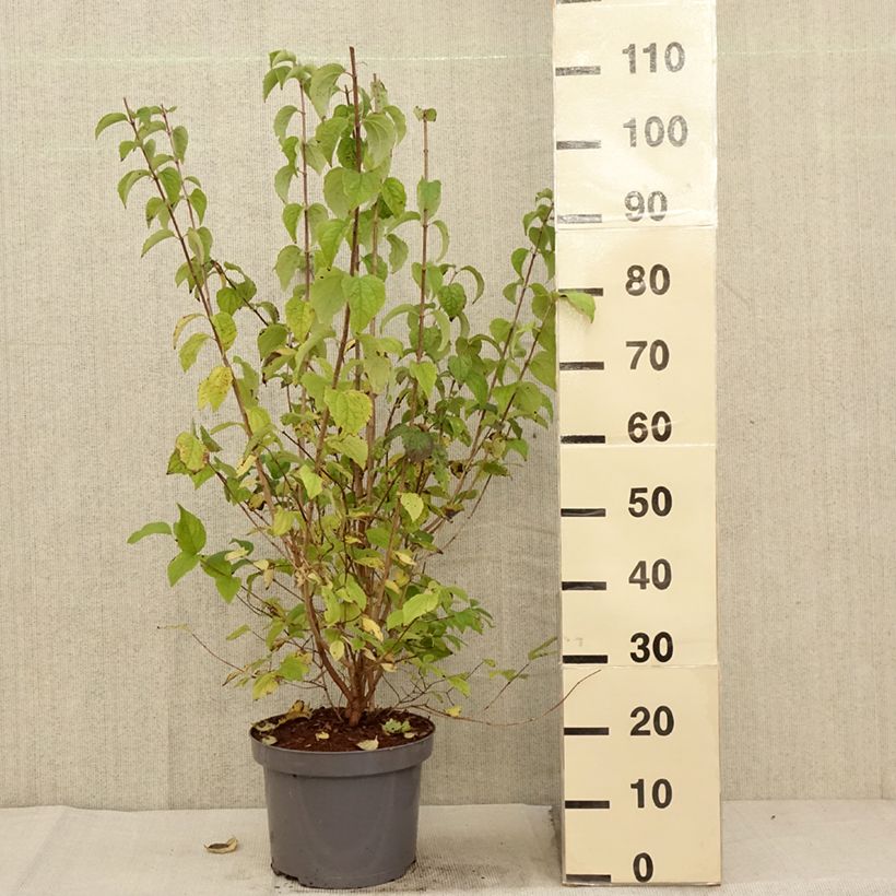 Ejemplar de Philadelphus Bouquet Blanc - Celinda Maceta 7,5L/10L entregado en otoño