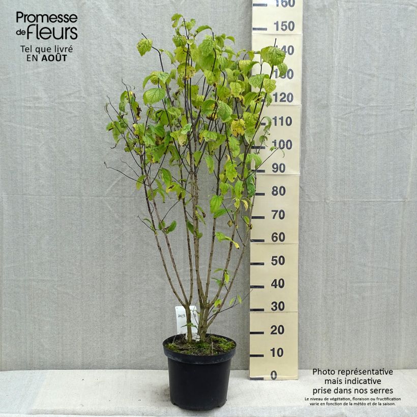 Ejemplar de Philadelphus coronarius - Celinda Maceta 4L/5L entregado en verano