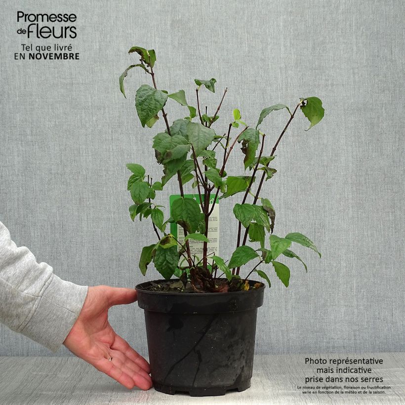 Ejemplar de Philadelphus Virginal - Celinda Maceta 3L/4L entregado en otoño