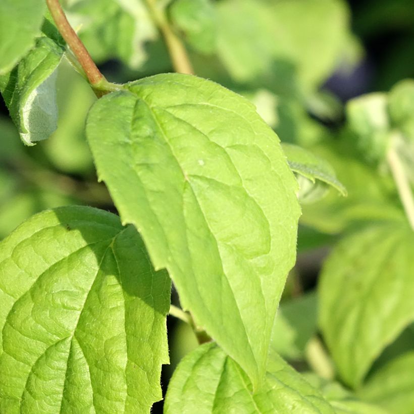 Philadelphus Virginal - Celinda (Follaje)
