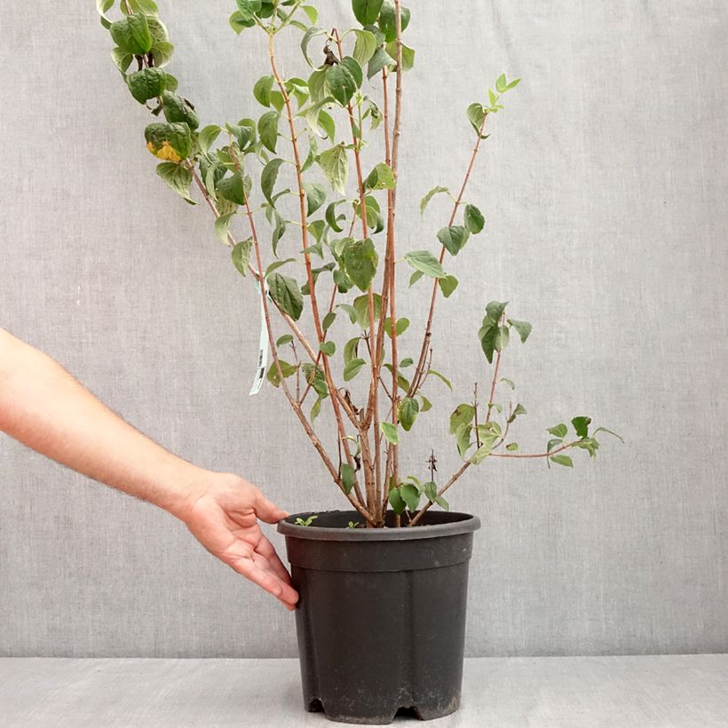 Ejemplar de Philadelphus Virginal - Celinda Maceta 7,5L/10L entregado en verano