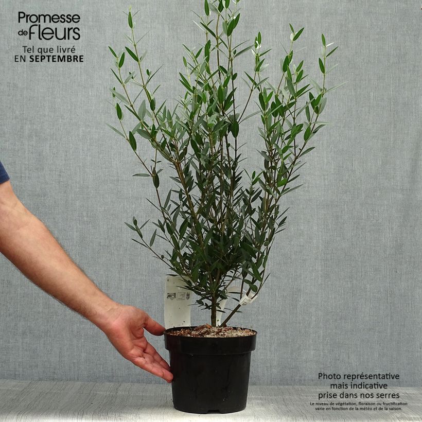 Ejemplar de Phillyrea angustifolia - Labiérnaga Maceta 2L/3L entregado en otoño