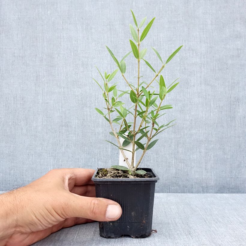Ejemplar de Phillyrea angustifolia Green Up - Labiérnaga Maceta de 8/9 cm entregado en verano