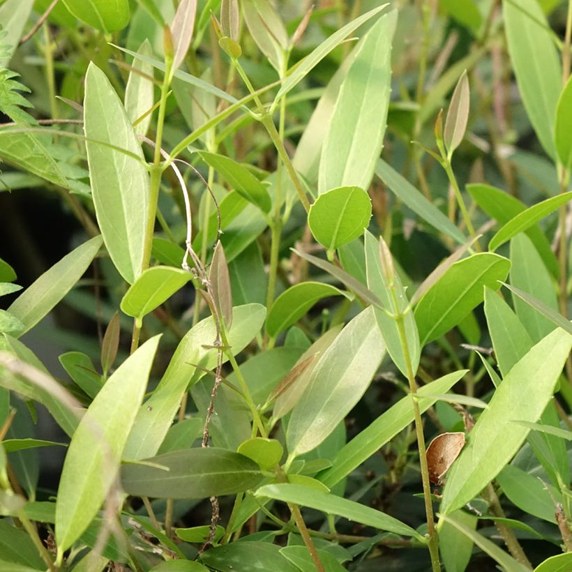 Phillyrea Rosmarinifolia - Labiérnaga (Follaje)