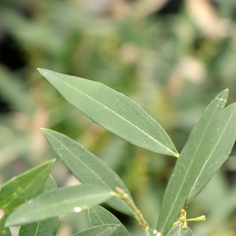 Phillyrea Rosmarinifolia - Labiérnaga (Follaje)