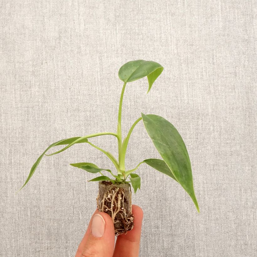 Philodendron 69686 - Mini-motte Ø 3/4 cm Ejemplar entregado en la primavera