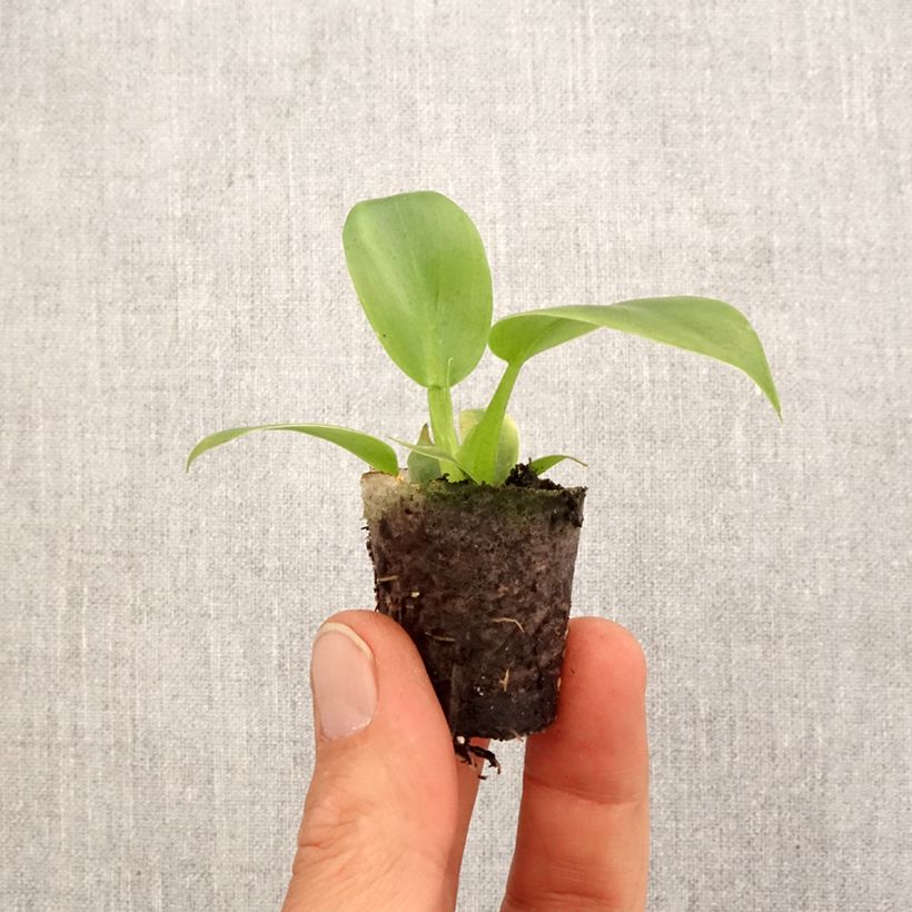 Philodendron applanatum - Mini-motte Ø 3/4 cm Ejemplar entregado en la primavera