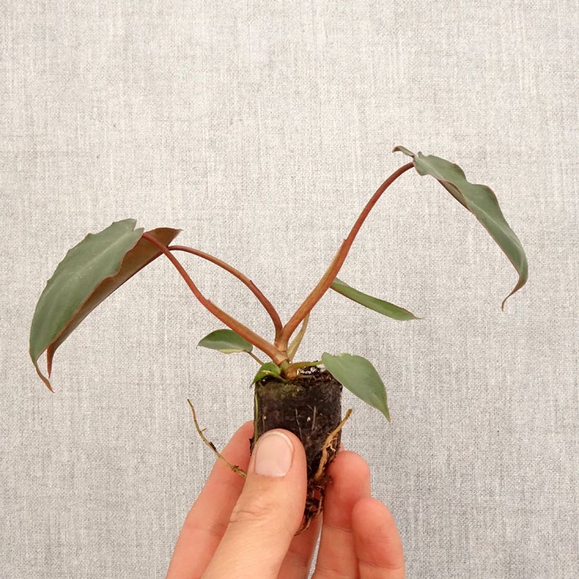 Philodendron billietiae x atabapoense - Mini-motte Ø 3/4 cm Ejemplar entregado en la primavera